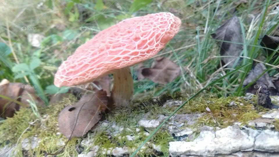 strangely beautiful tiny toadstool in the woods