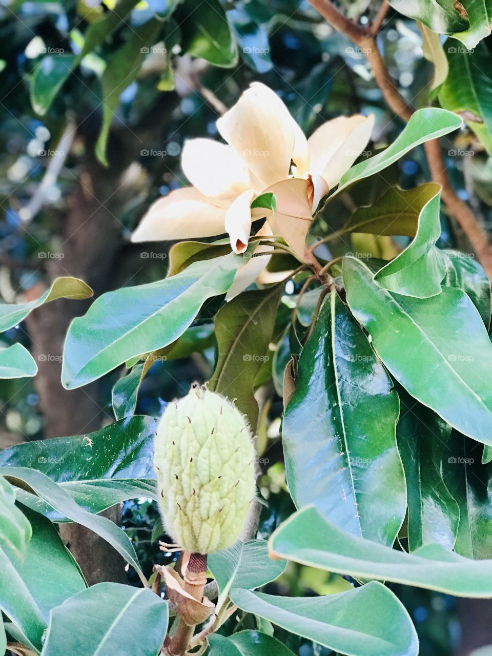 A beautiful flower and fruit of the big Acacia tree 
