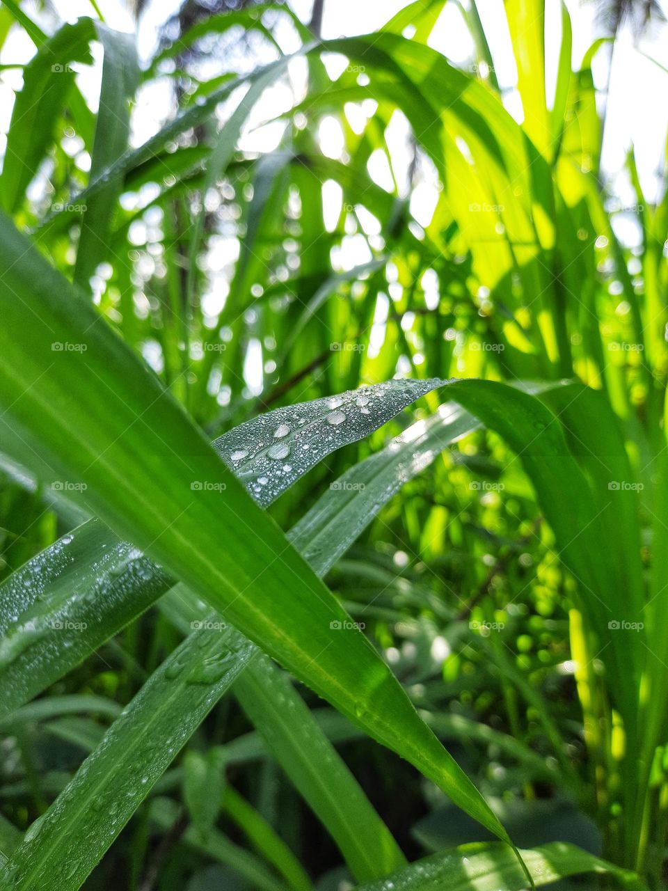 The leaves of the dew-covered grass trees look beautiful with the morning sunlight