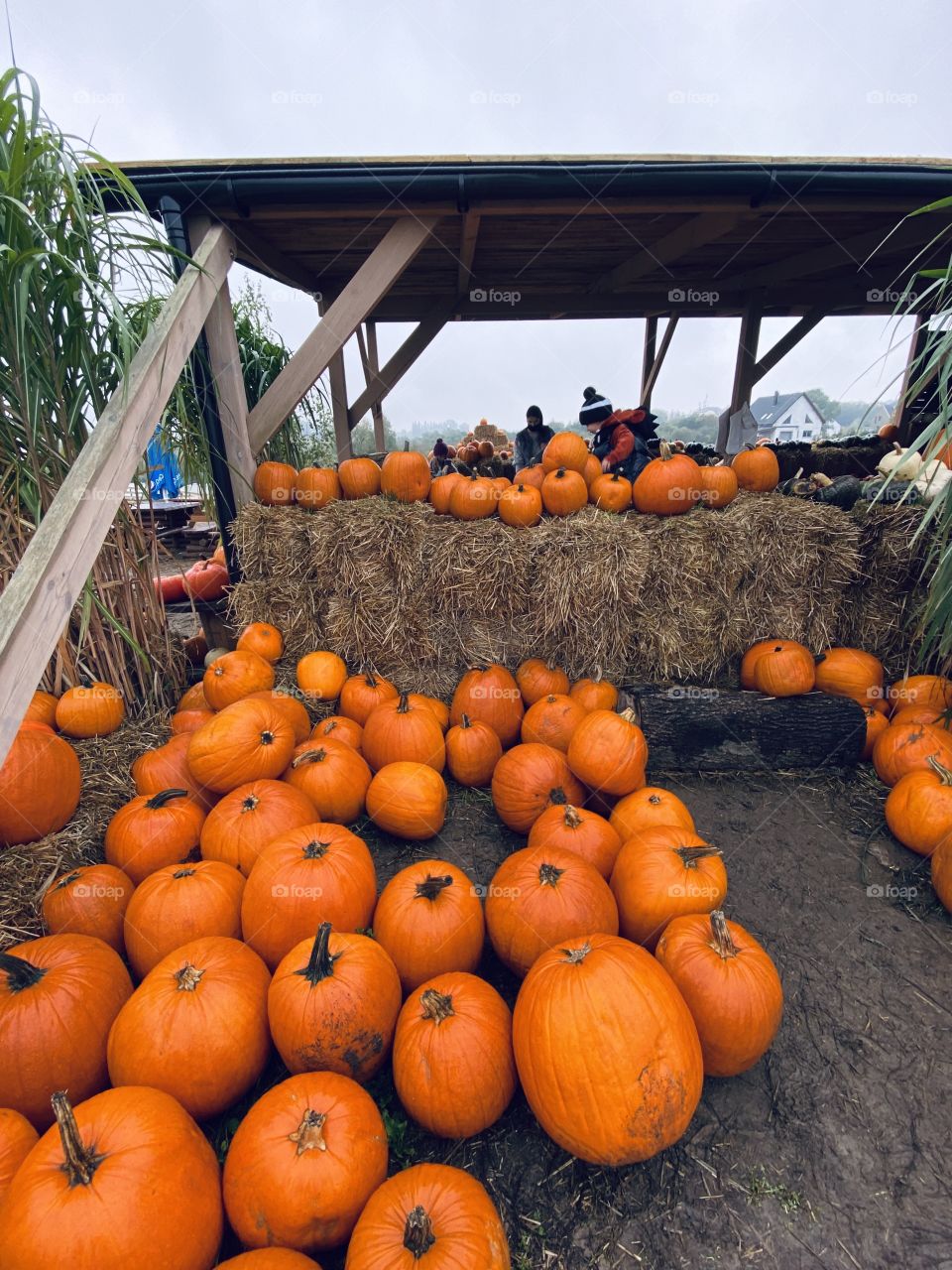 Pumpkin farm