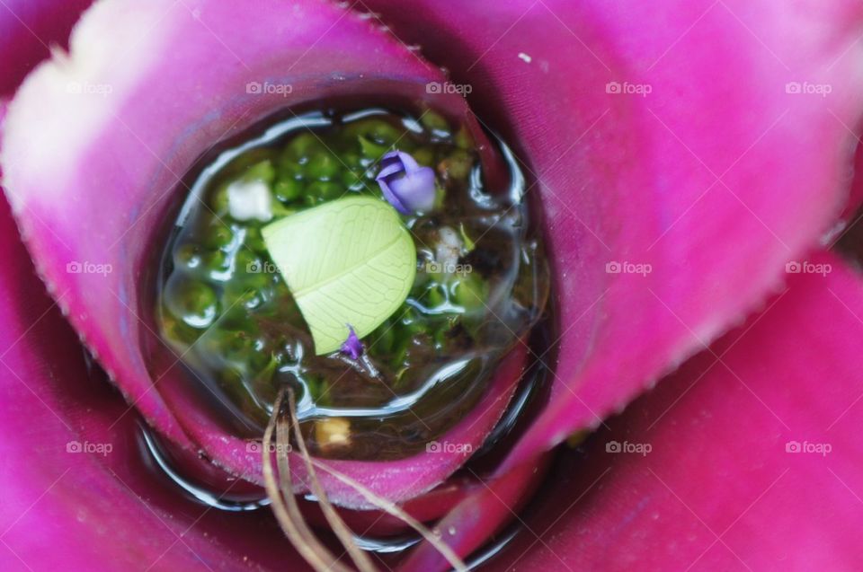 Purple flower interior with water
