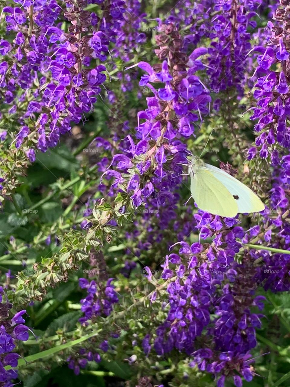 Salvia plant