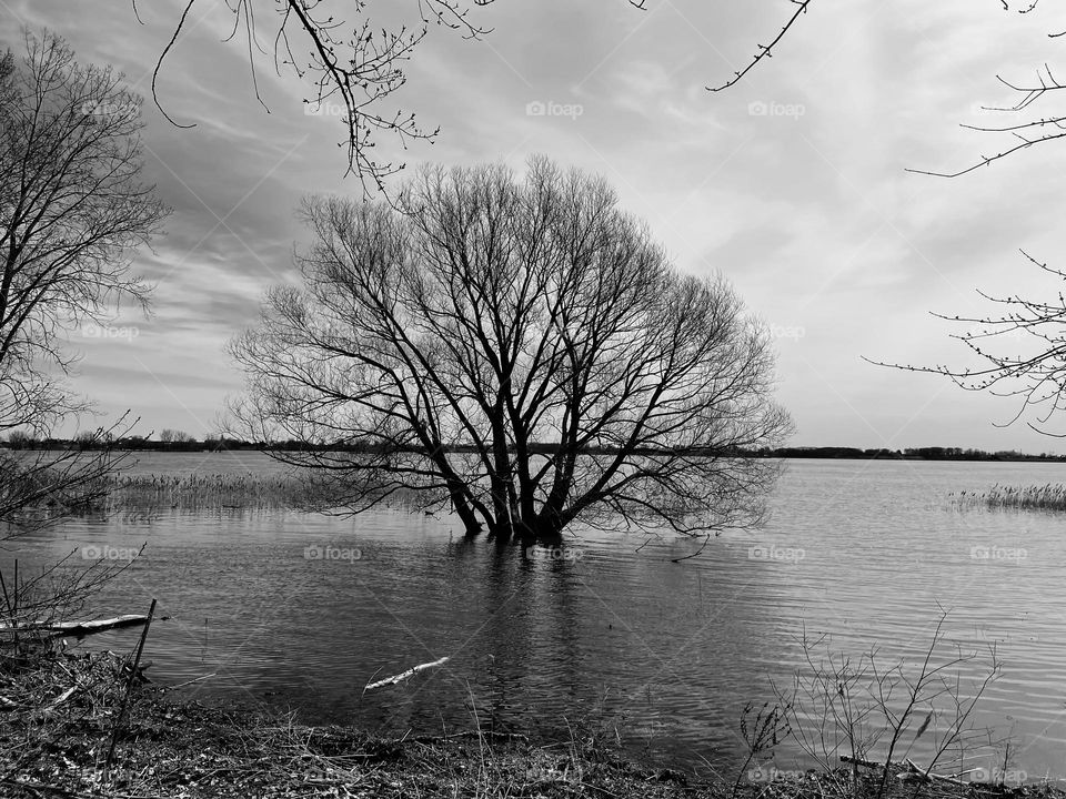 Big tree in the middle of the river...