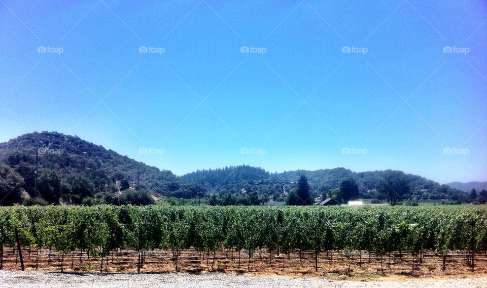sunny wine california grapes by btumpak