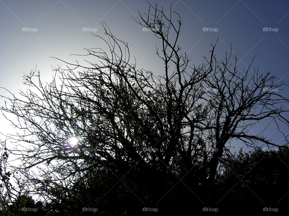 Autumn day with clear sky and leafless tree, playing with the sun light.