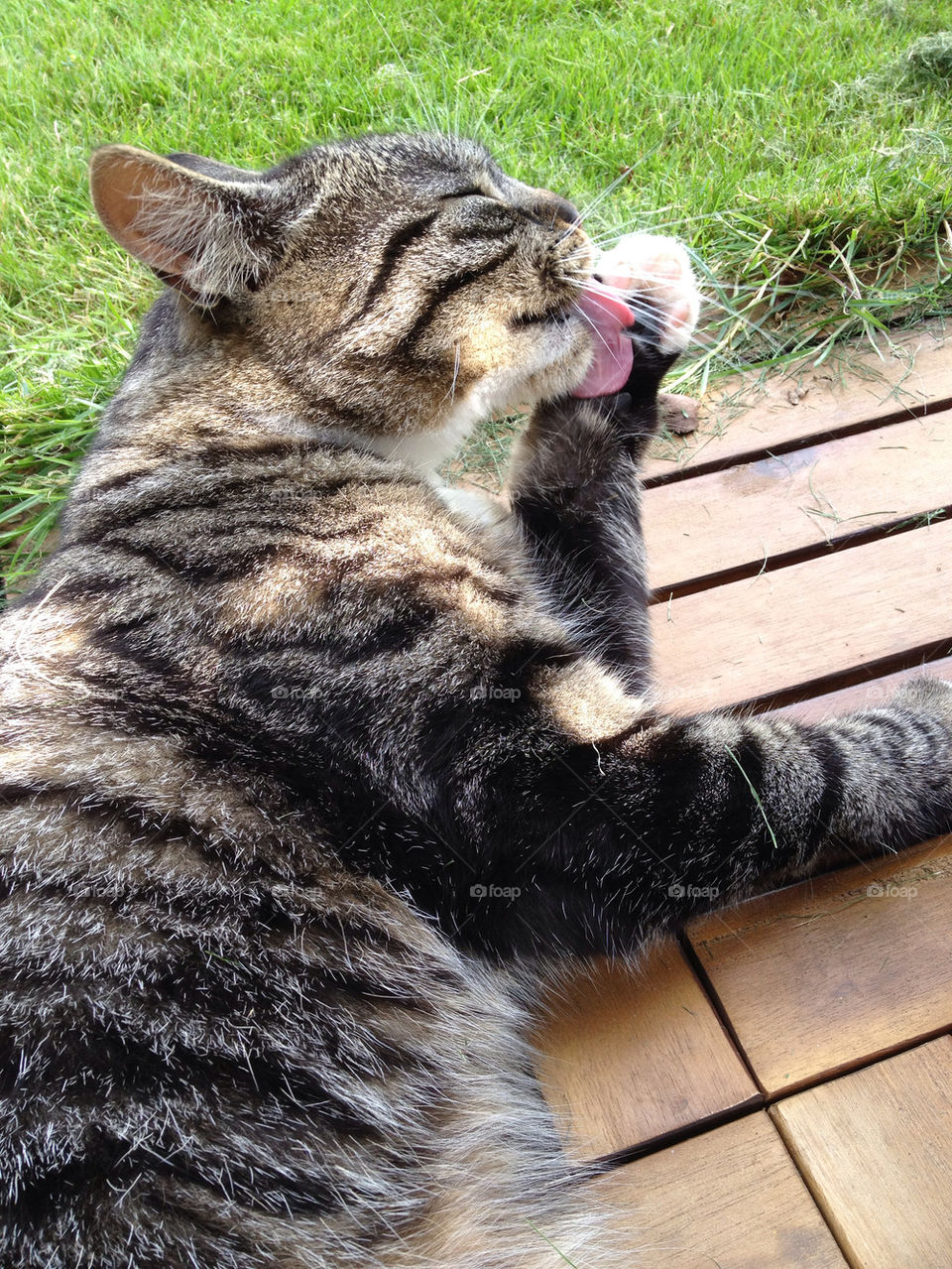 sweden garden cat katt by elluca