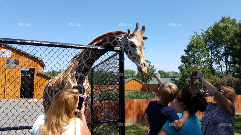 feeding the giraffe
