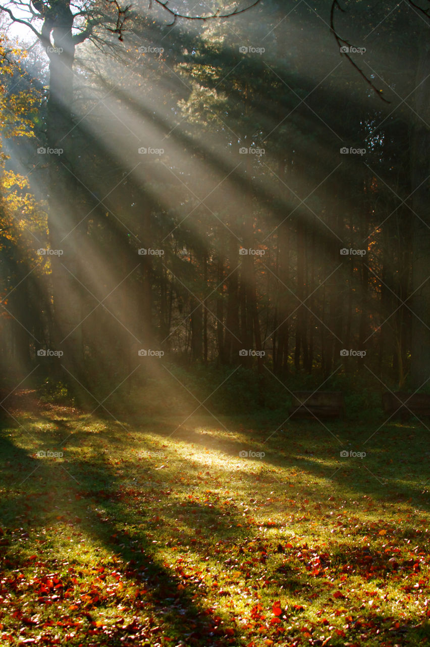 Sun rays through woods