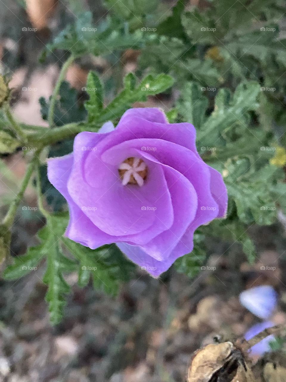 Springtime purple hibiscus flower bud is opening 