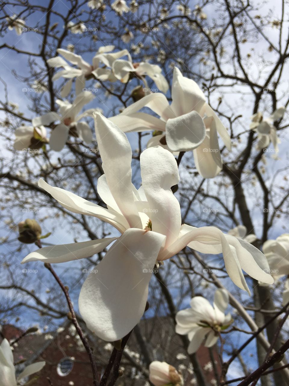 Stag magnolias in Danbury, CT