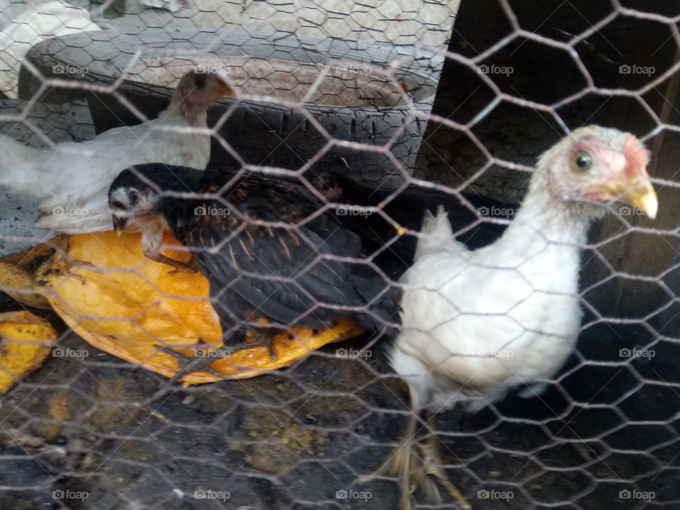 Wonderful picture chickens