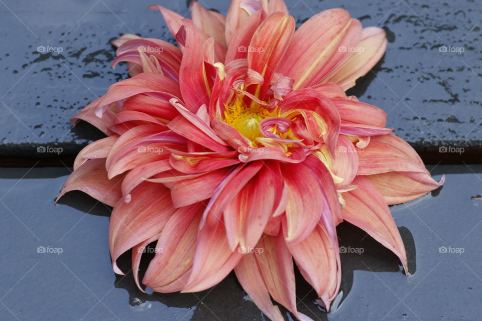 Peach and red dahlia