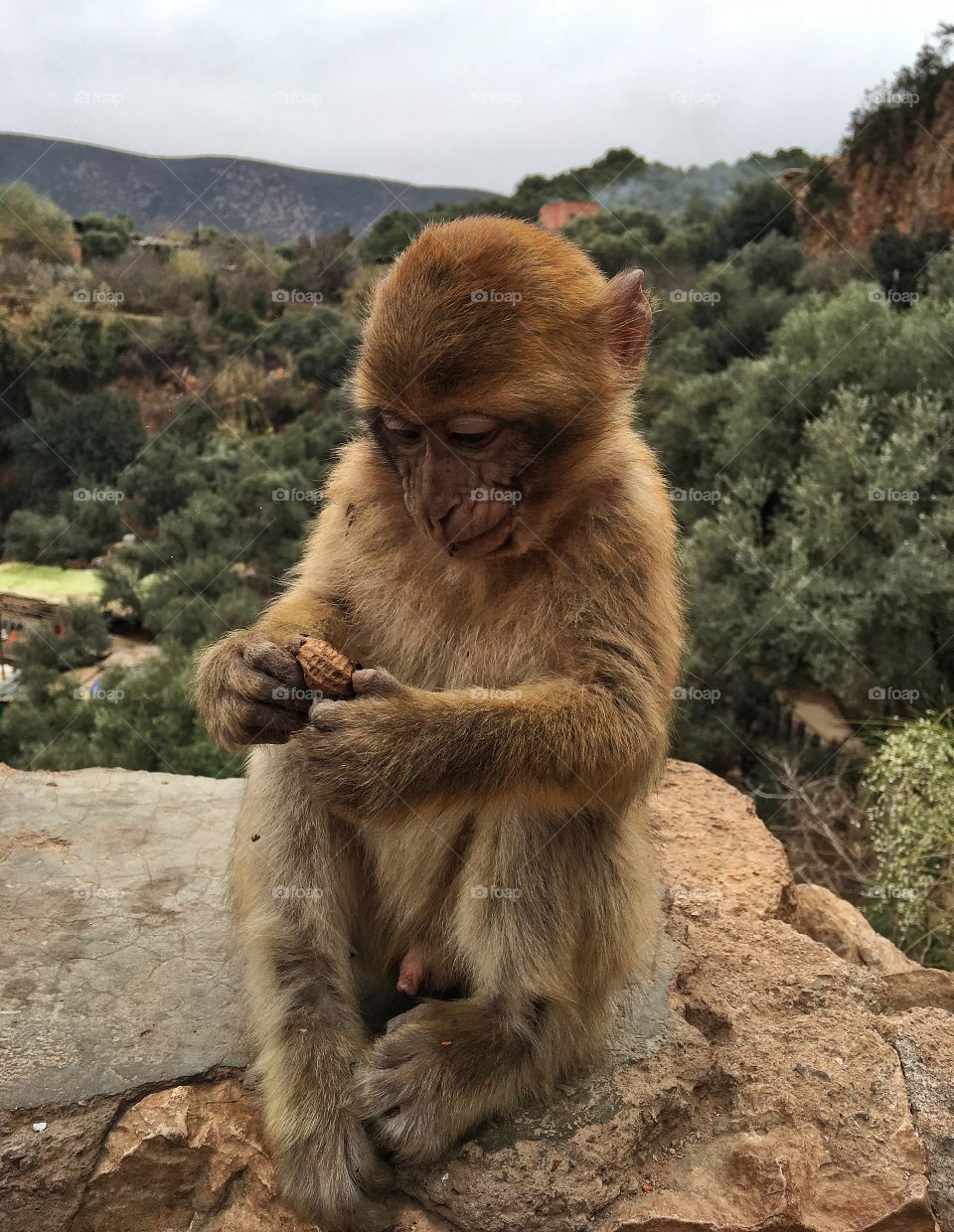 Mammal, Monkey, Wildlife, Fur, Nature