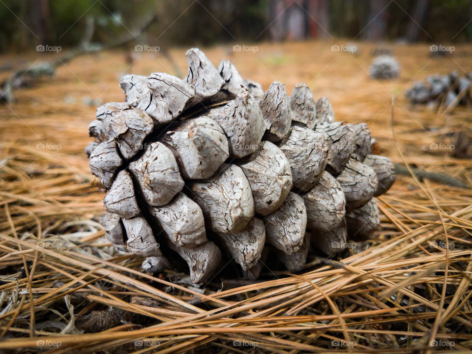 pinecone on a bed of pine needles