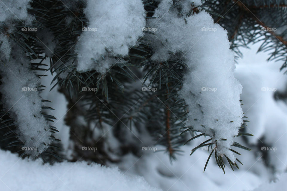 Evergreen tree with fresh white snowfall