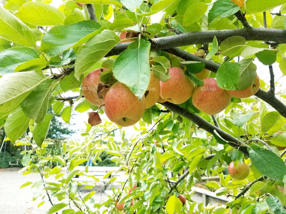 Growing apples