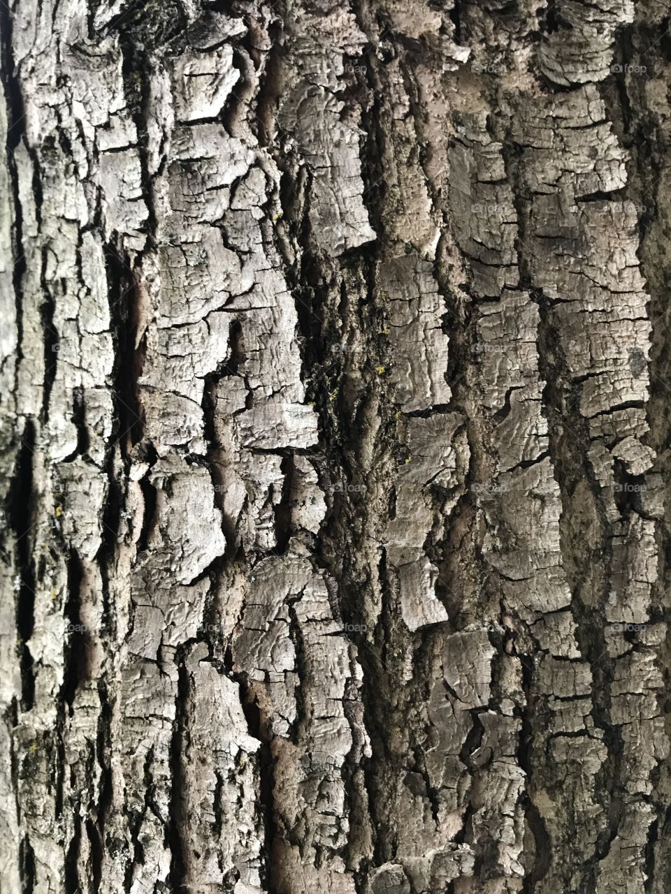 A tree growing in Renton Washington