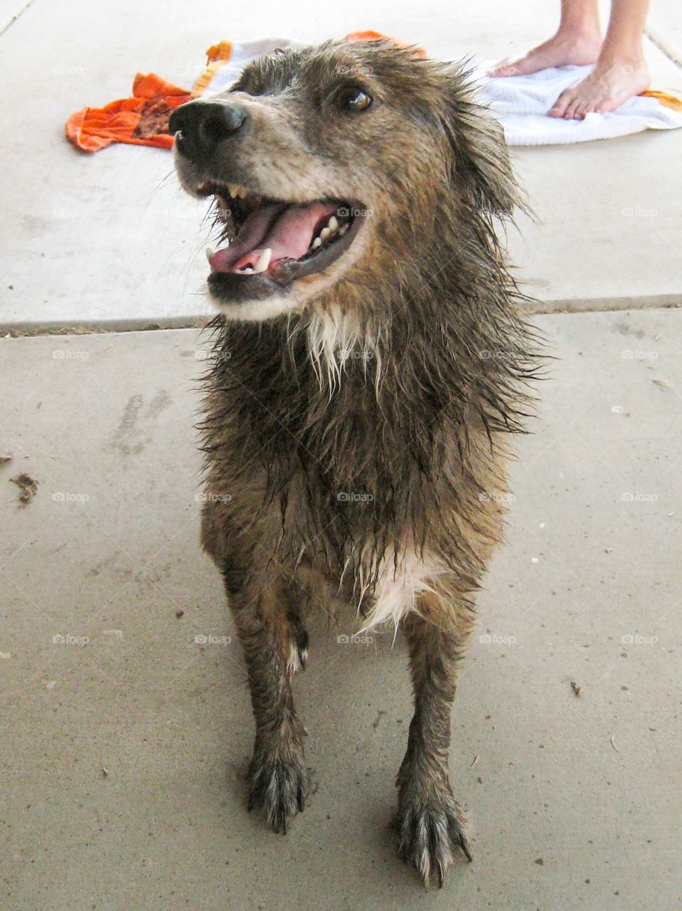 Wet dog after bath