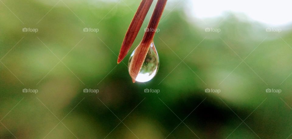 water drop on pine branch