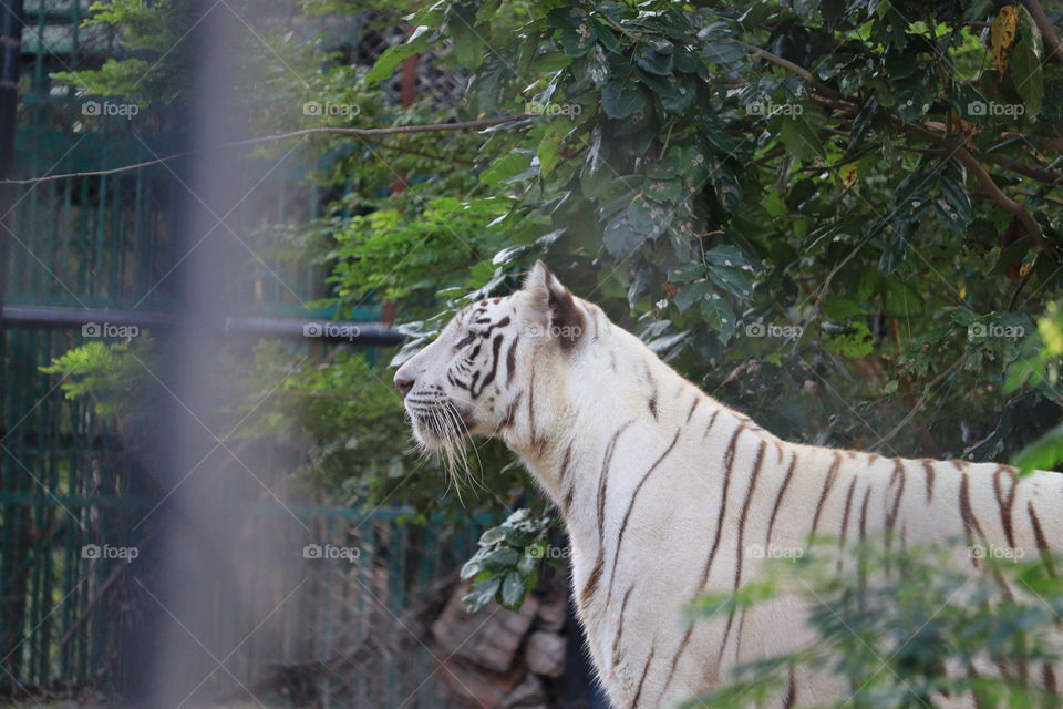 A Tiger Is Climbing The Fence To See Visitors Inside The Zoo. White Tiger Standing In Grass Looking At The Outside, India(Royal Bengal Tiger)