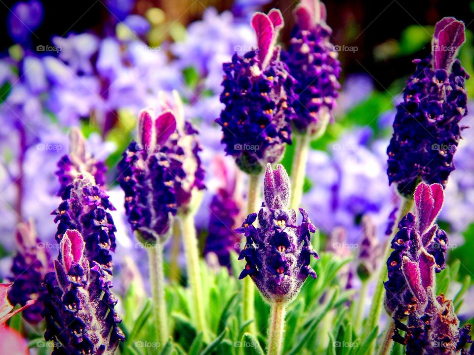 my beautiful garden lavendar