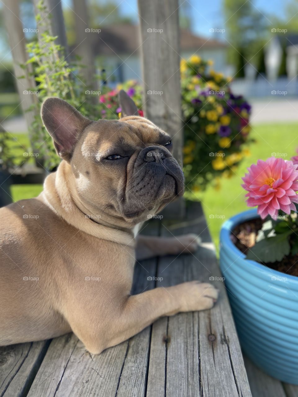 Blue fawn French Bulldog taking time out to smell the pink dahlia flower on a warm, sunny morning. 