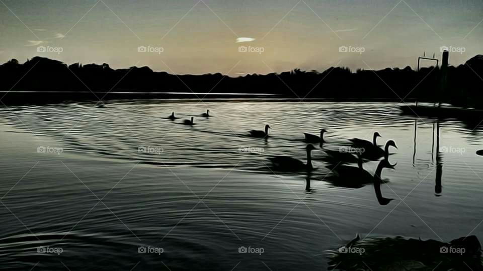 Elegant geese swimming in sunset at the lakr