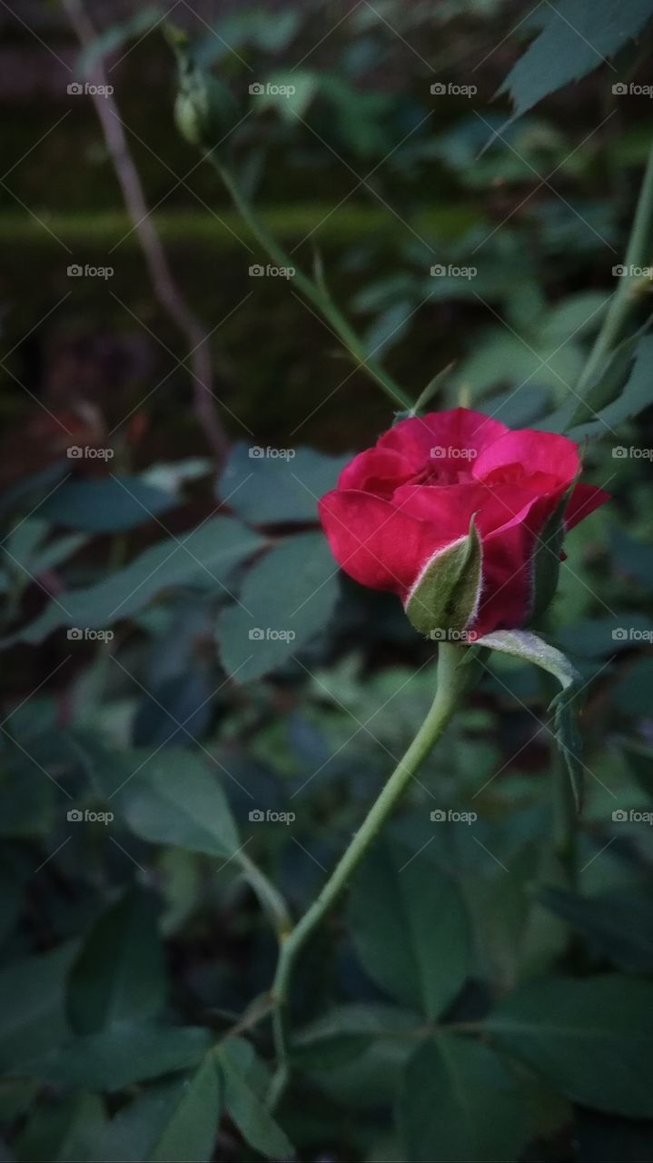 love of rose