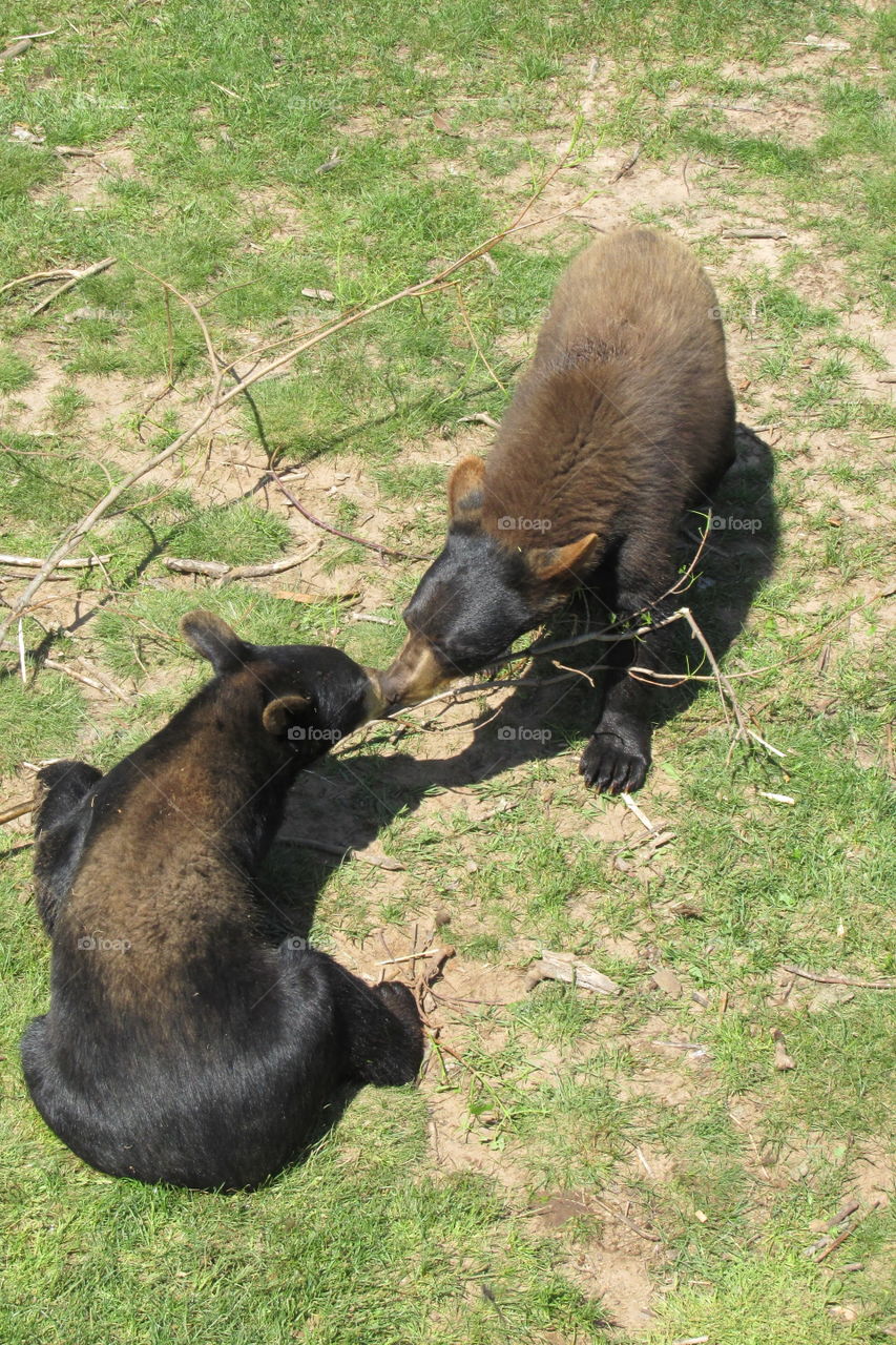 Mammal, Wildlife, Animal, No Person, Grass