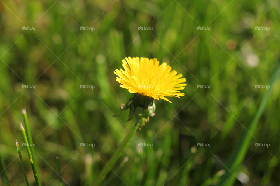 Dandelion, flower, vegetation, plants, meadow, meadow, village, sun, summer, heat, nature, landscape, still life, yellow, white, beautiful, furry,