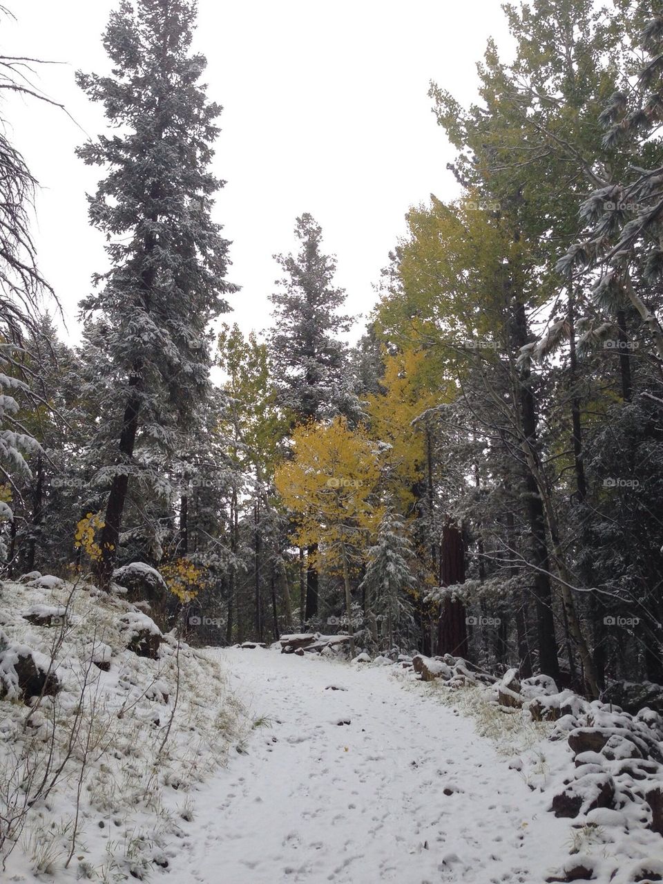 Fall aspens in snow dusted trail