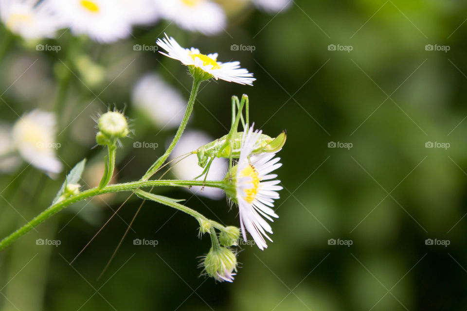 chamomile tender with a green moustached grasshopper