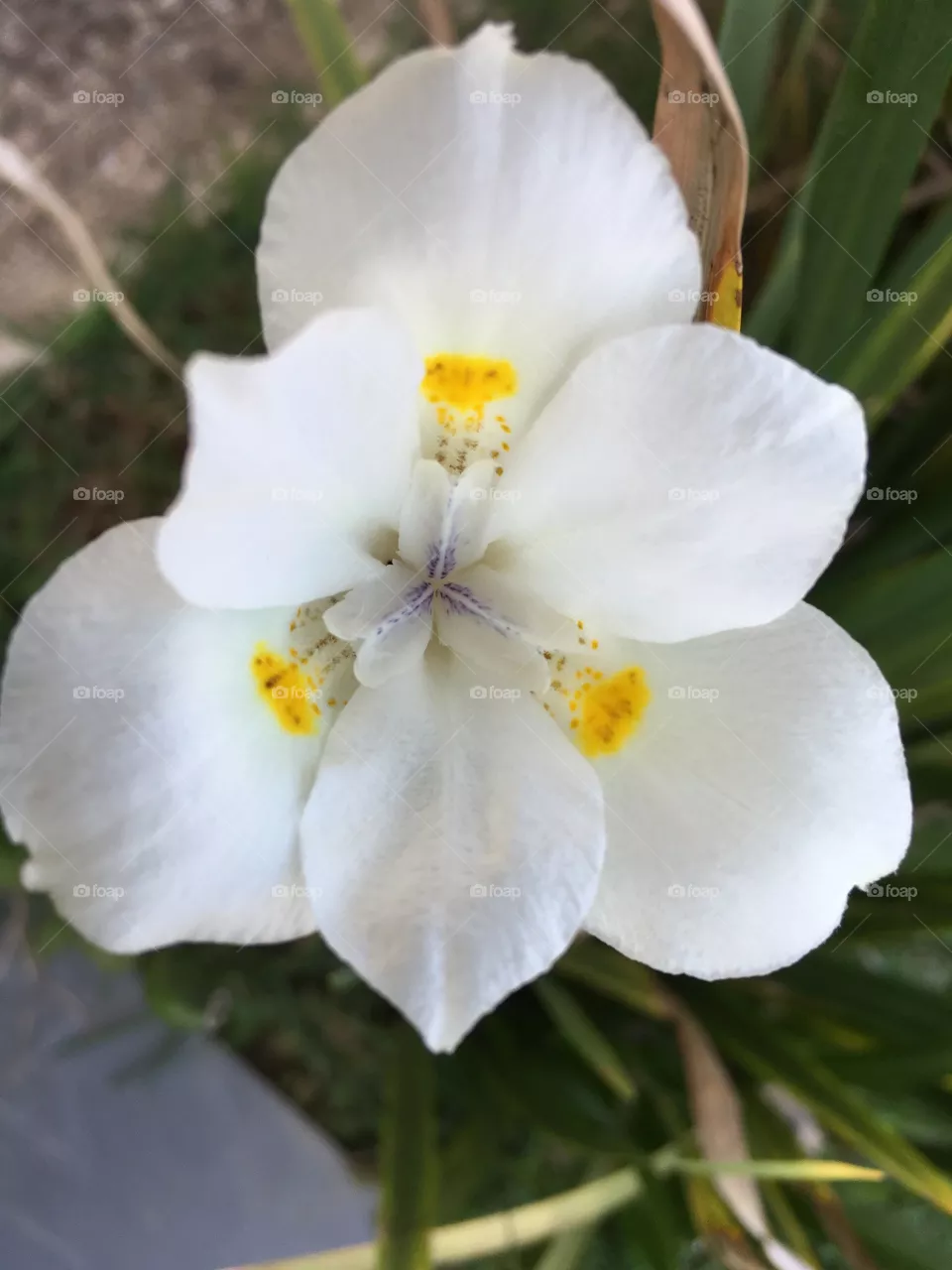 Flor