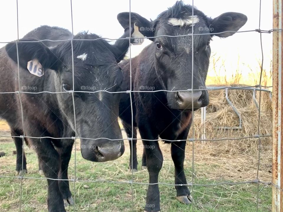 Two young black heifers looking through a wire enclosure