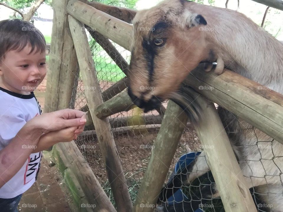 A very nice goat playing in the corral.  My nephew Miguel had fun with him. / Uma cabra muito simpática brincando no curral. Meu sobrinho Miguel se divertiu com ele. 