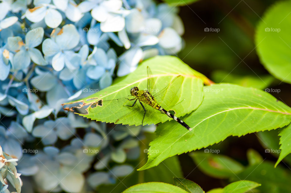 Hydrangea Dragonfly