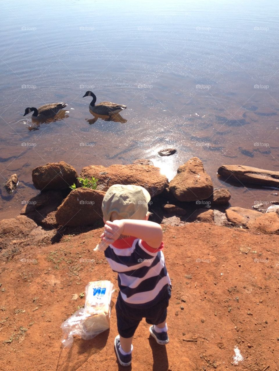 Feeding ducks 