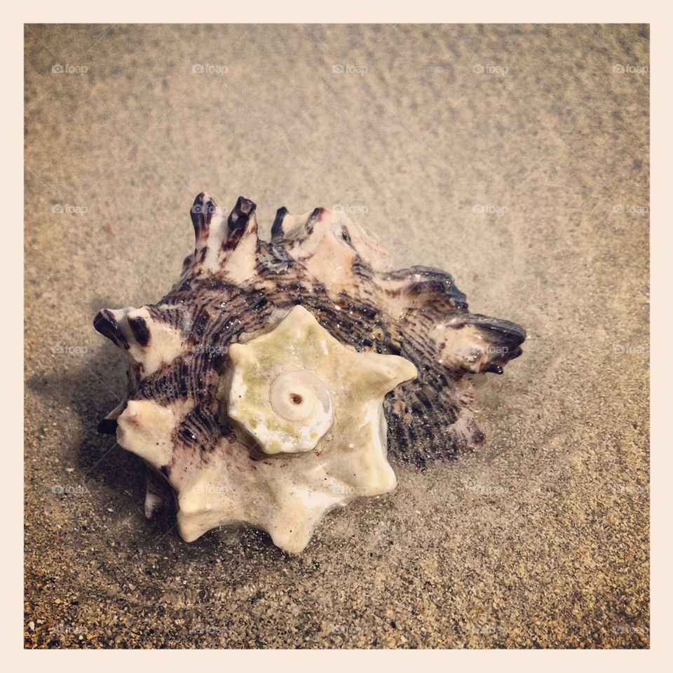 beach ripple seashell by cathrine27