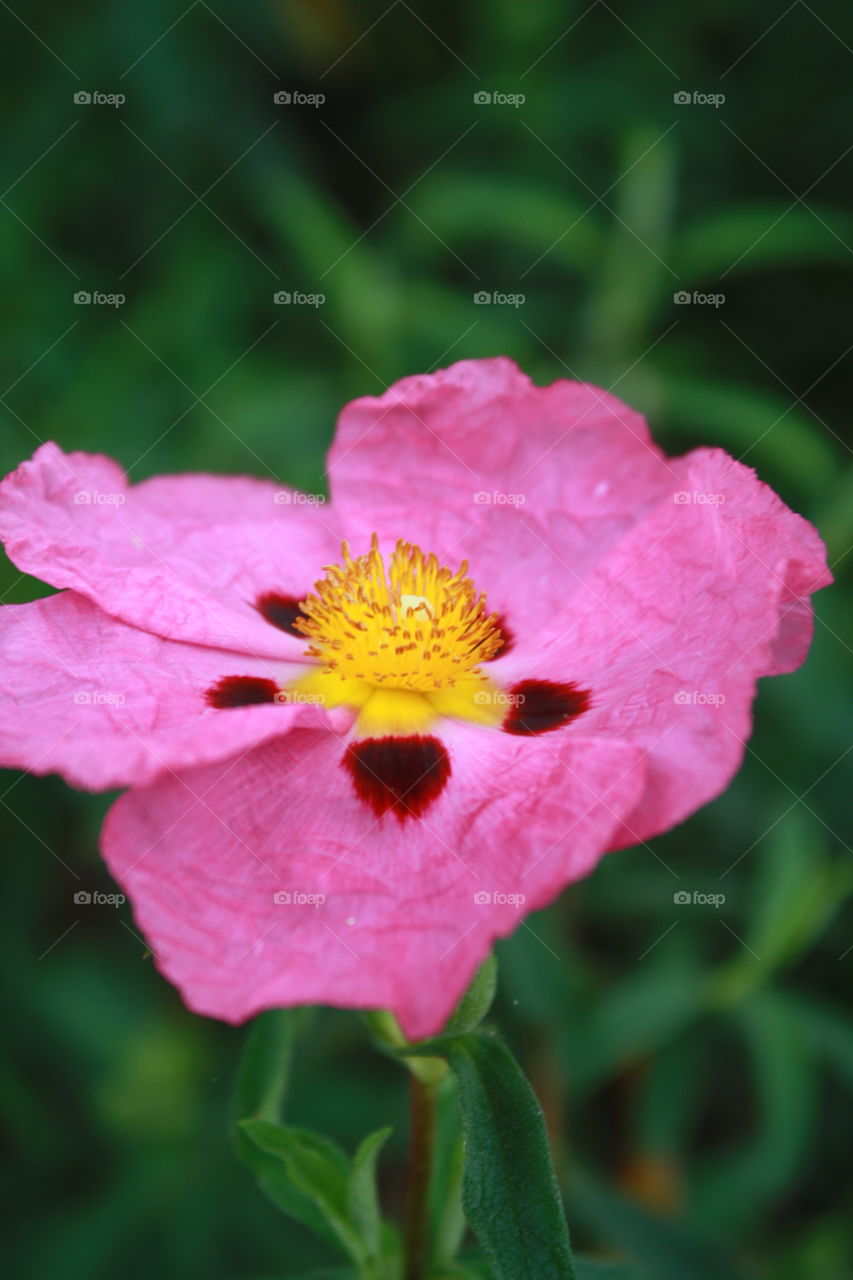 Closeup of Rose-Purple Blooms with Maroon Spots; (Also known as Purple Rock Rose or Cistus purpureus); photo taken on cloudy day