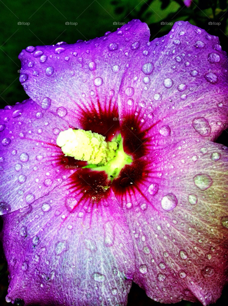 happy flower close dew by wmm1969