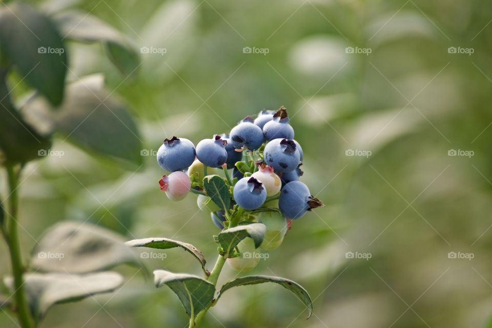 Blueberry