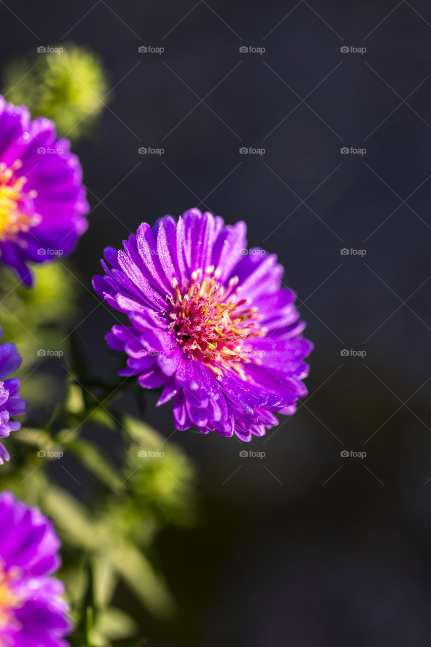 a portrait of a wet purple aster flower full of small raindrops.