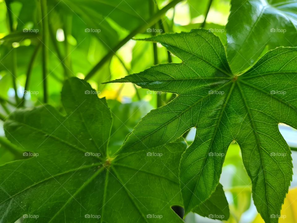 green leaf