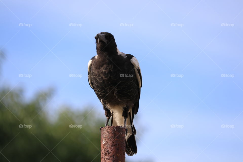 Lone solitary magpie on rusted metal post against a vivid clear blue sky