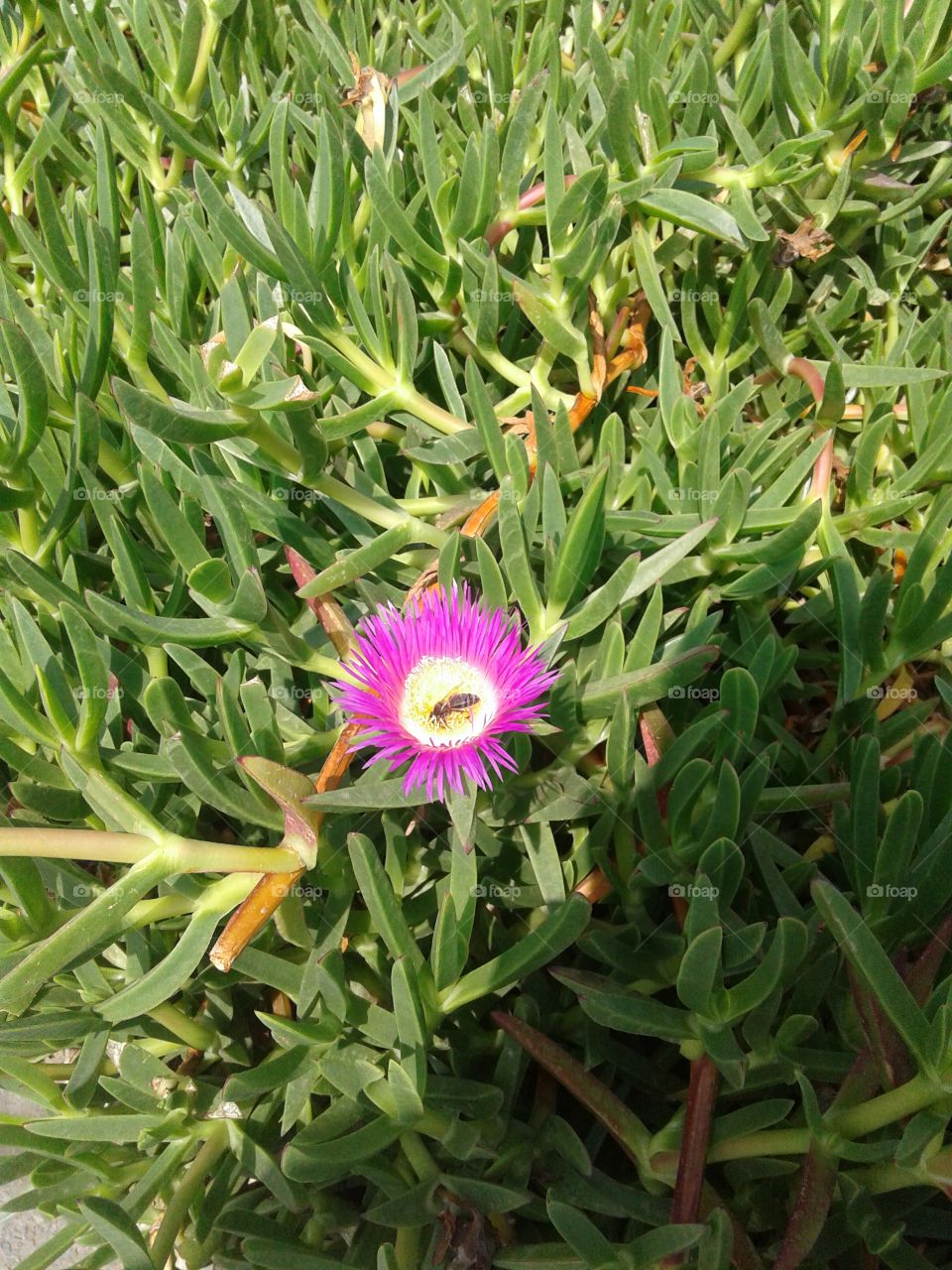 bee on the flower