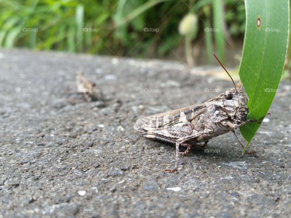 Grasshopper eating a grass