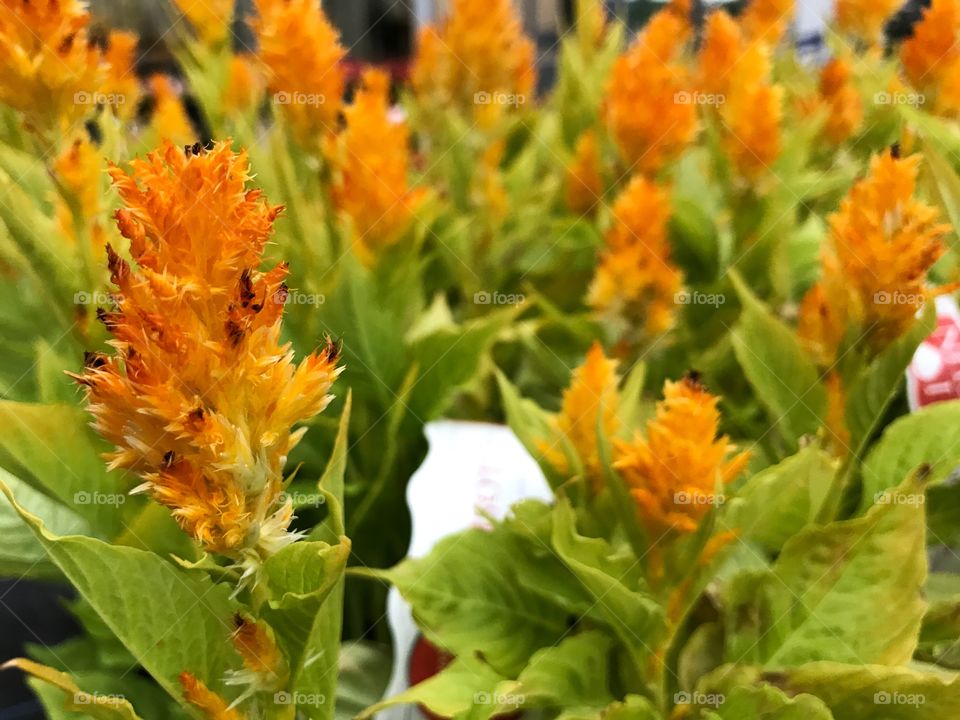 Astilbe flower plants 