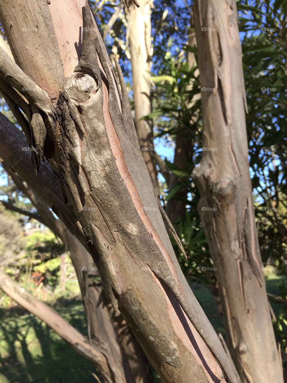 Eucalyptus 