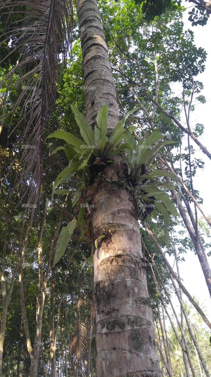 epophyte. tree