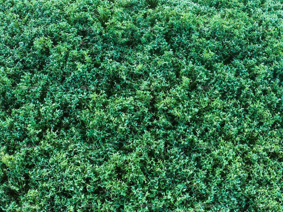 Top view of organic vegetables field